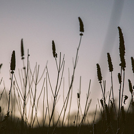 Природа в упаковке Природа в упаковке