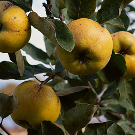 Принципы органического земледелия Принципы органического земледелия