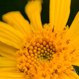 Ботаника: арника Ботаника: арника